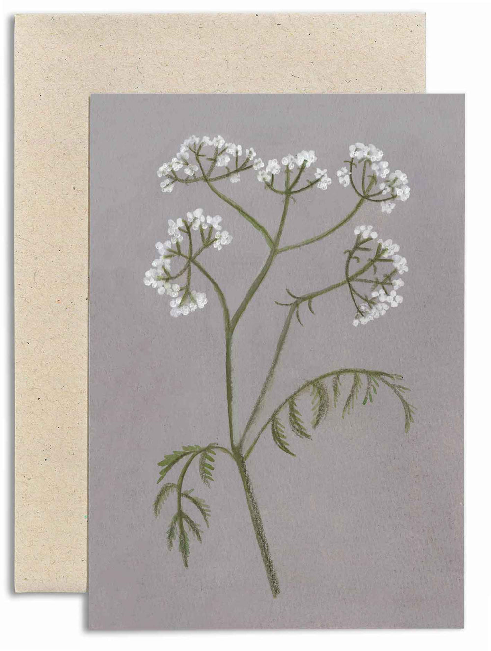 Cow Parsley Card