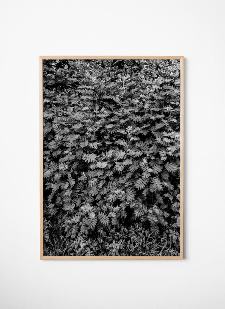 Rowan Poster
