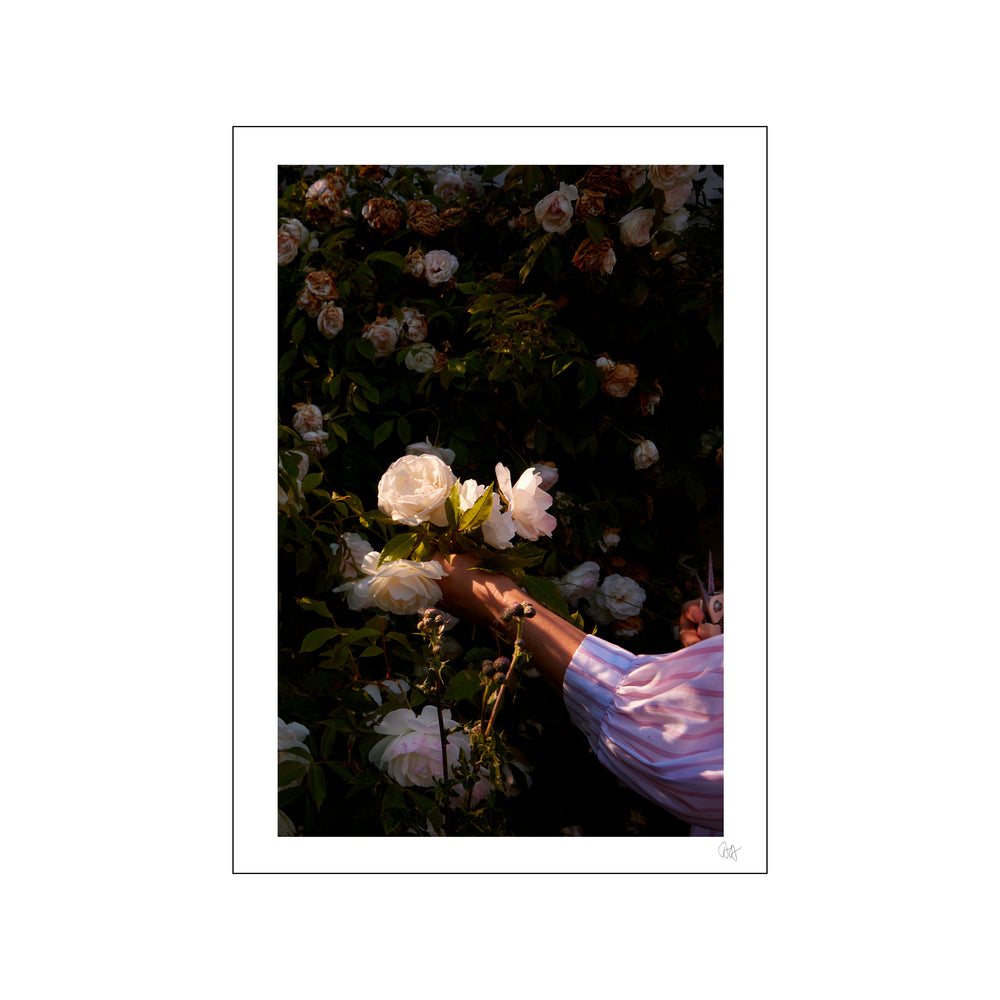 Rose Hand Poster