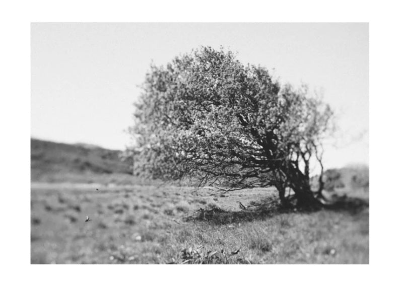 Windy Tree Poster