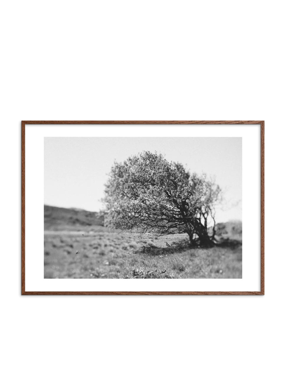 Windy Tree Poster