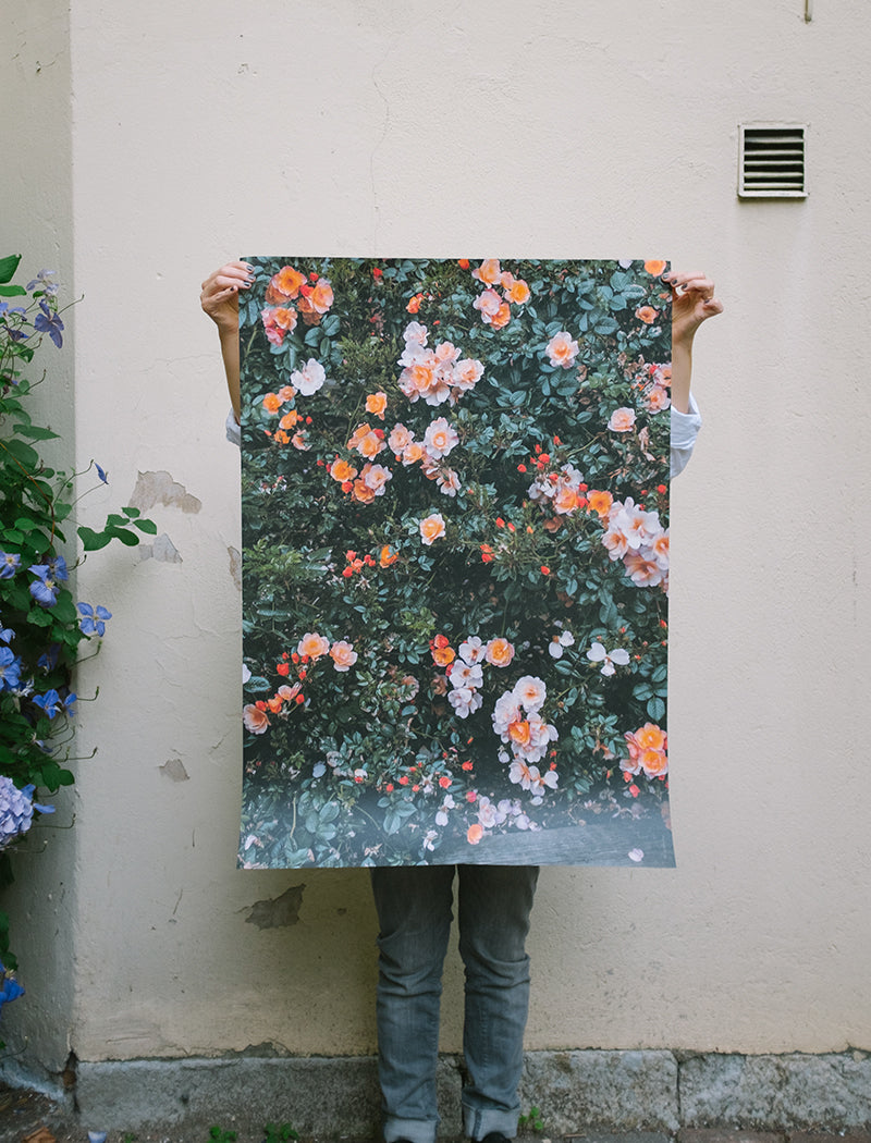 Rose Poster