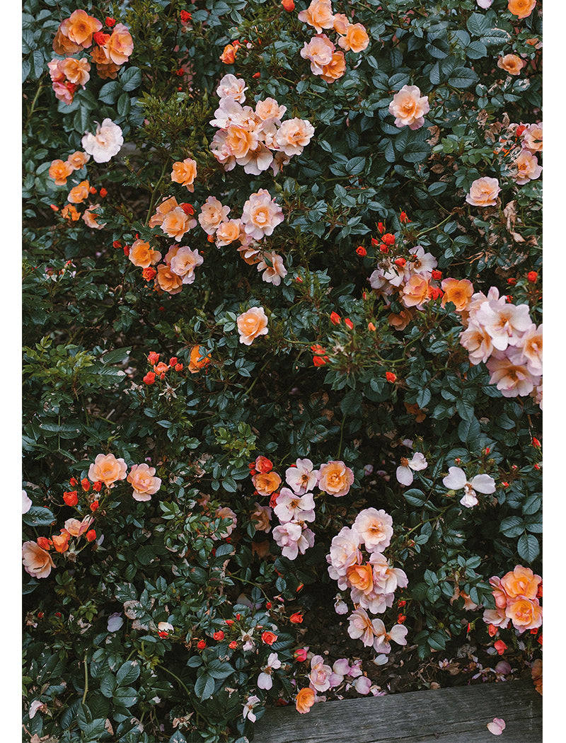 Rose Poster