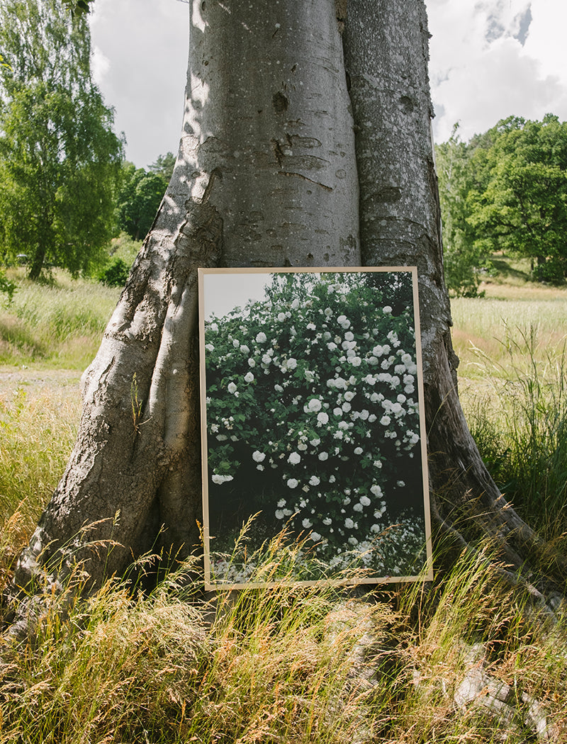 White Roses Print