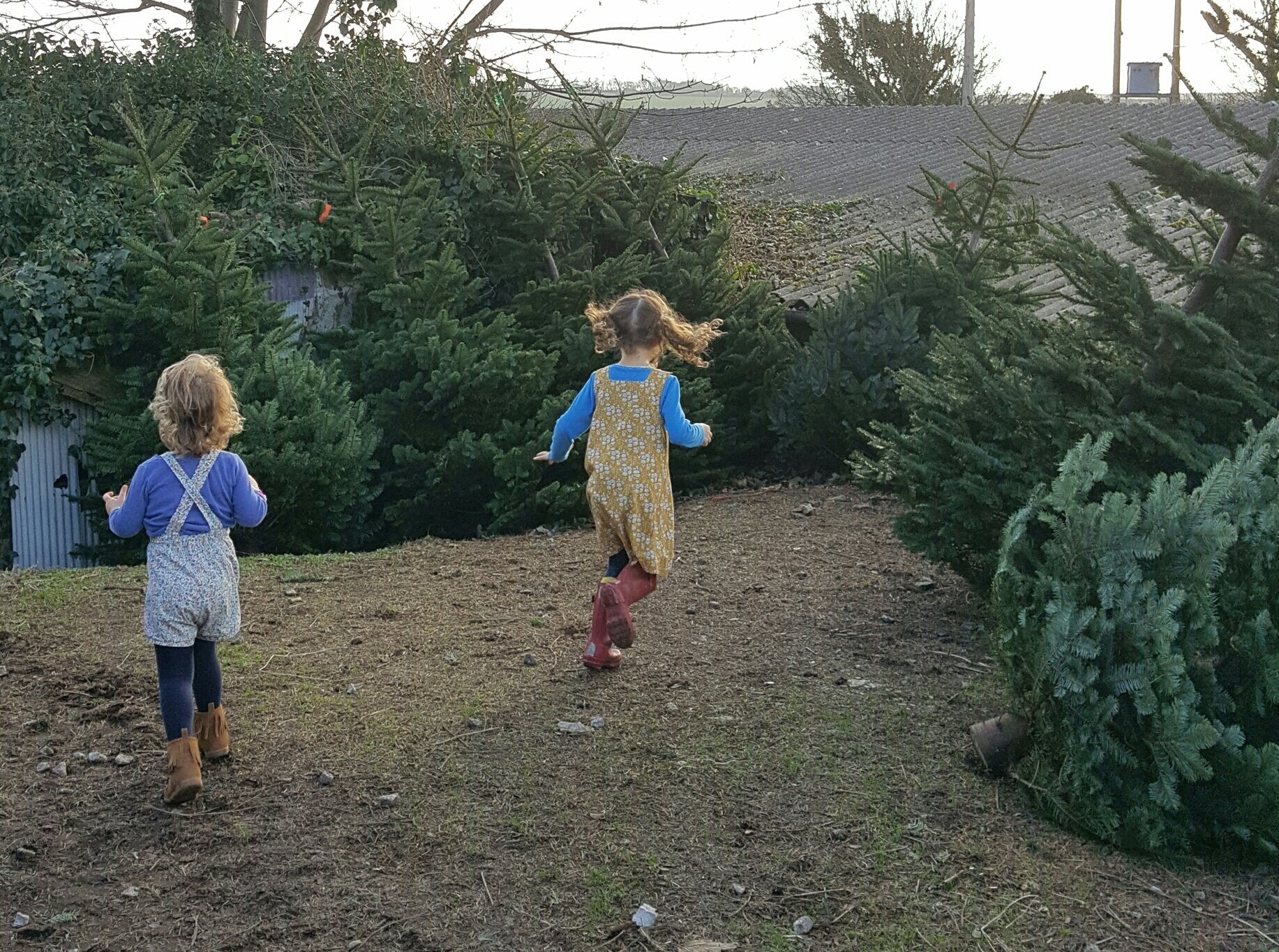 Trees and frolics.