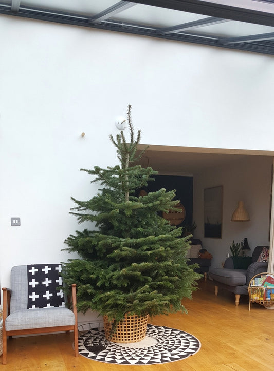 The Decorated Tree.