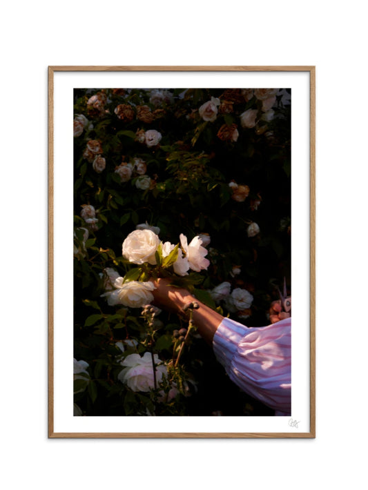 Rose Hand Poster