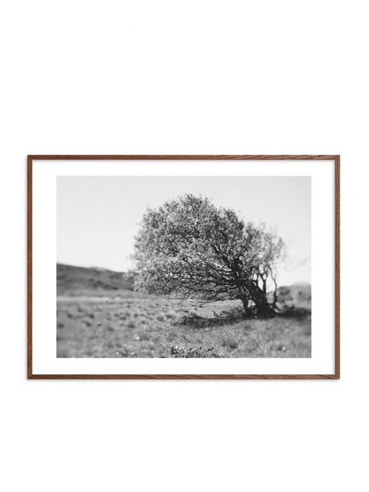 Windy Tree Poster