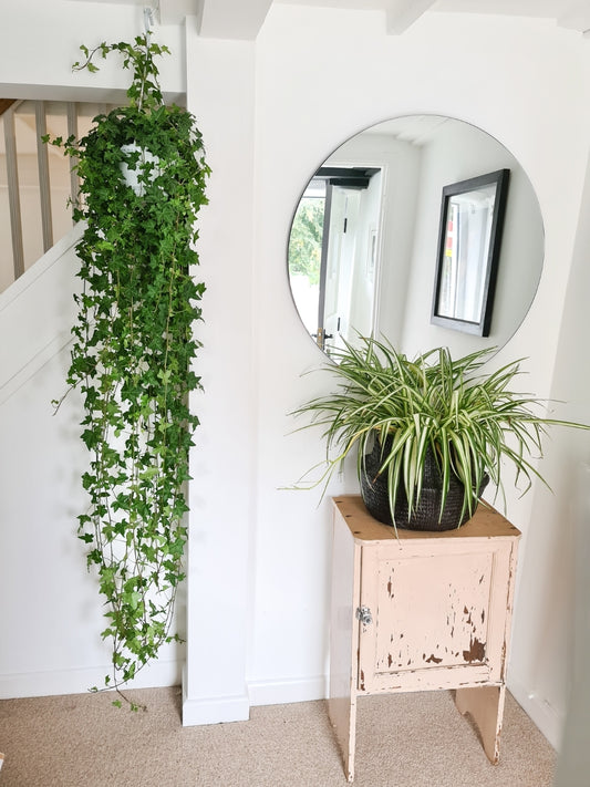 Walls Clear Mirror